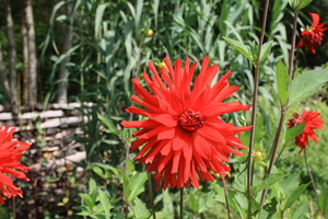 Dahlia Virtuose