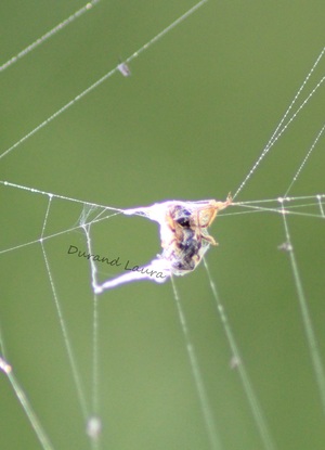 Insecte prit dans une toile