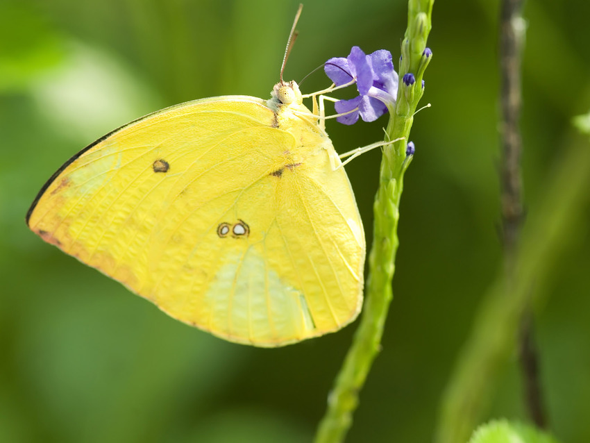 Images de Papillons