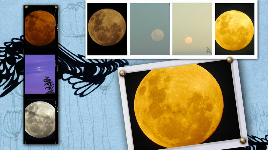 7/3/19 : Pleine lune, lune et divers animaux chez moi...