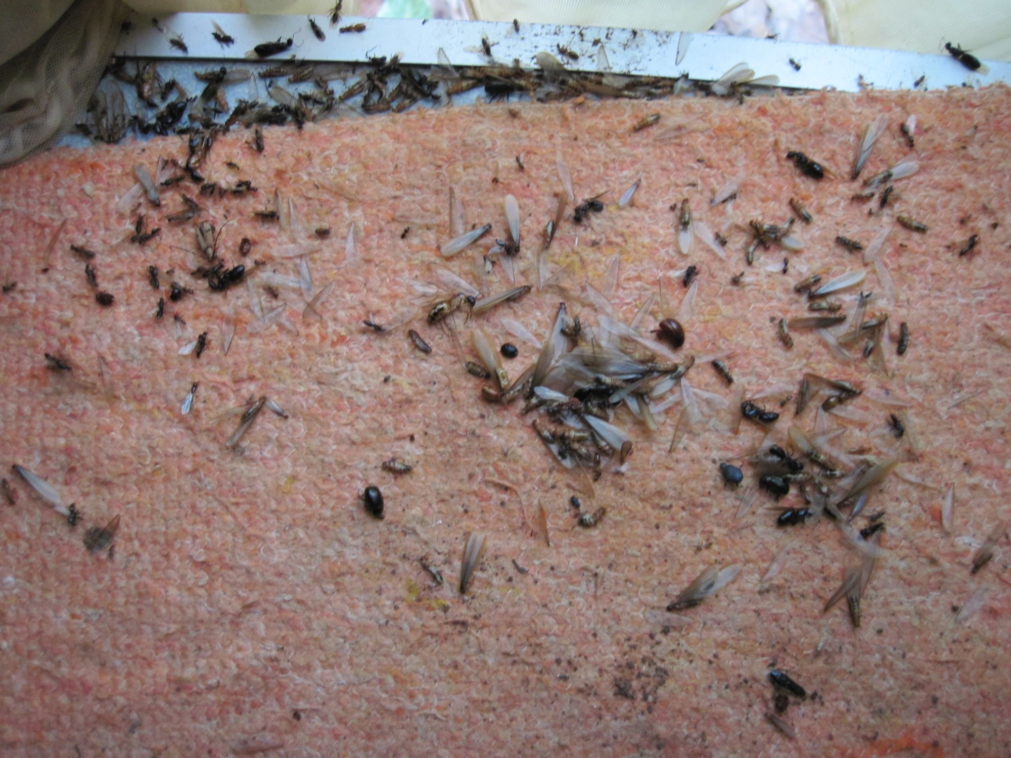 Côte d'ivoire Invasion de fourmis voalntes