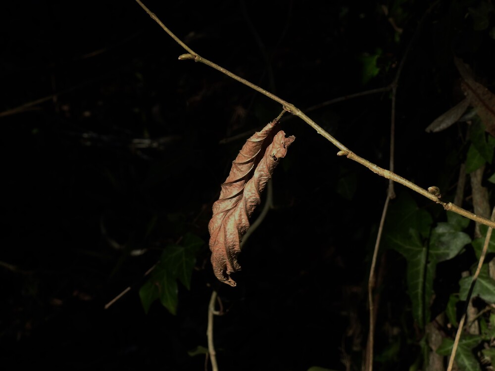 Deux résistantes, deux photographies ratées