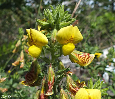 Ononis natrix - bugrane jaune -coqsigrue
