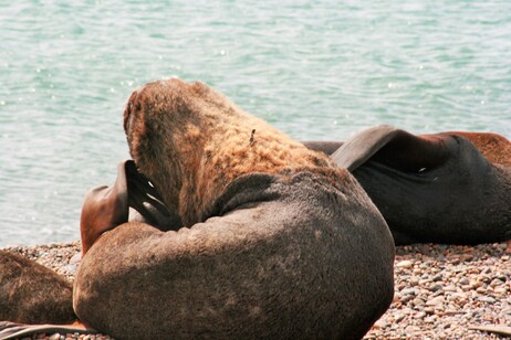 LIONS DE MER