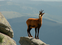 Le Parc National des Pyrénées