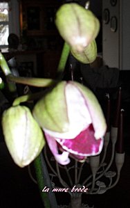 orchidée rose et blanche (2)