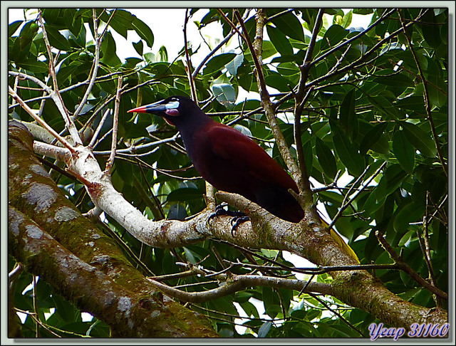 Blog de images-du-pays-des-ours : Images du Pays des Ours (et d'ailleurs ...), Cassique de Montezuma, Montezuma Oropendola (Psarocolius montezuma) - Arenal - Costa Rica