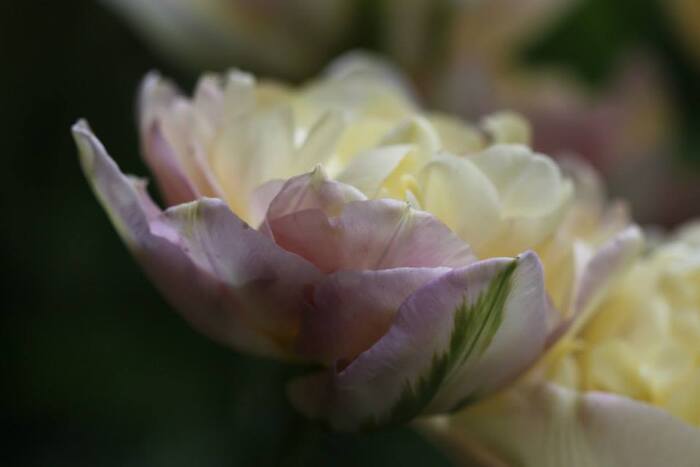 Tulipes 2014 : Sweet Desire