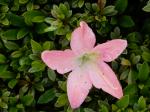 Identification par les fleurs !