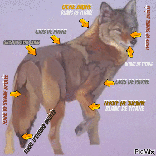 Dessin et peinture - vidéo 3462 : Comment peindre un coyote et sa fourrure ? 1/3 - acrylique, huile.