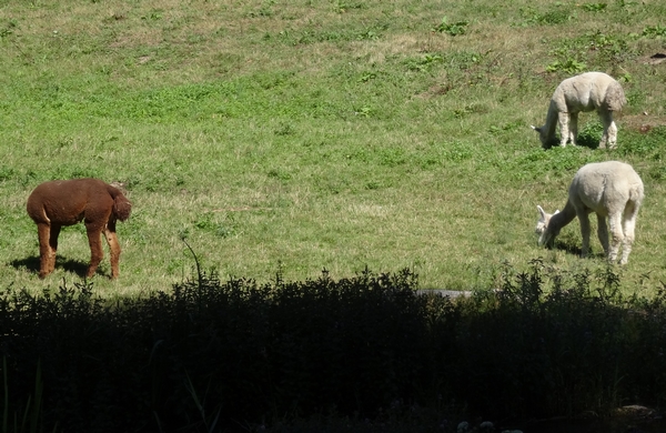 Cet été, des lamas ont brouté l'herbe autour du château de Rochefort sur Brevon !