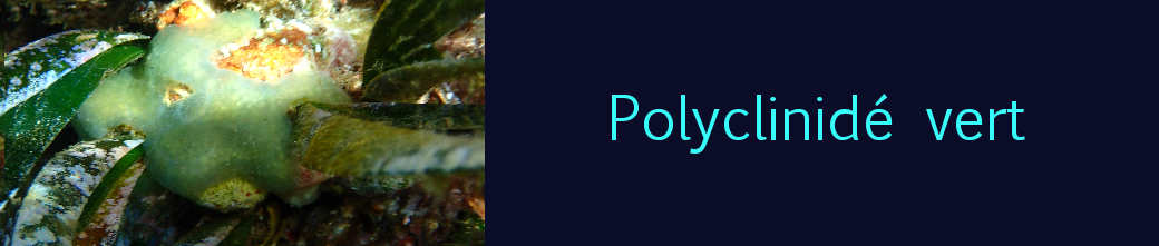 polyclinidé vert