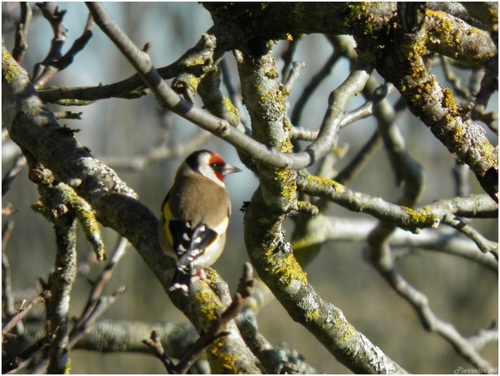 Chardonnerets élégants et Mésange charbonnière