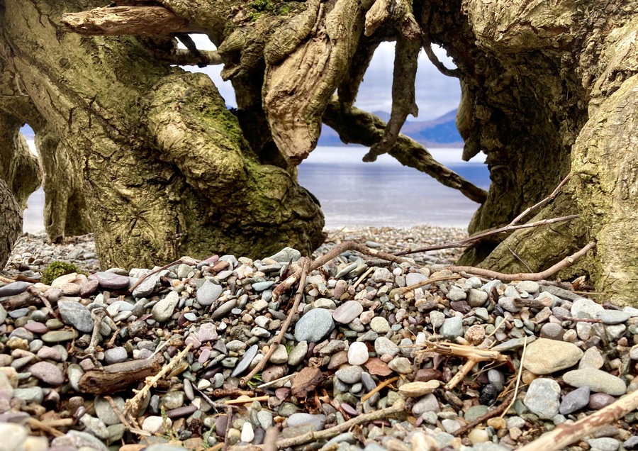 L'Ecosse au ras du sol, série les arbres de la plage.