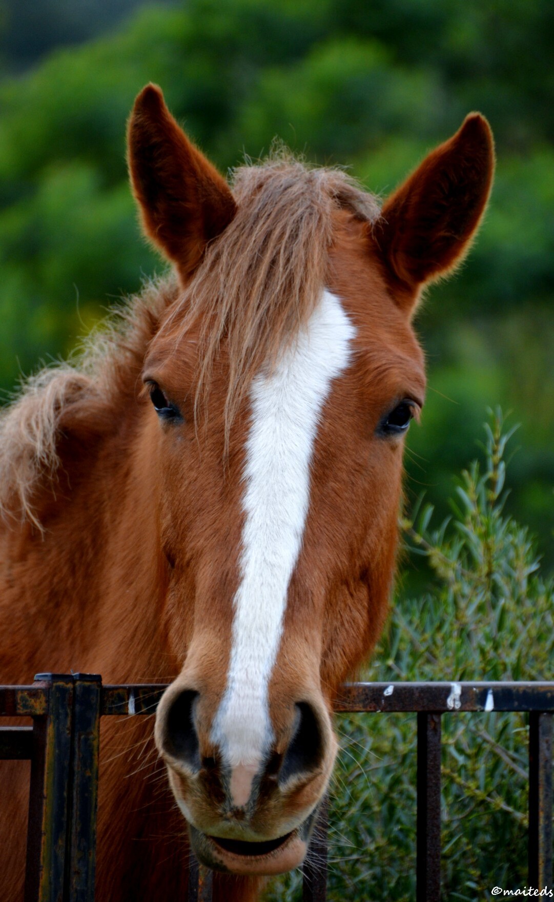 Portrait de cheval - ©maiteds