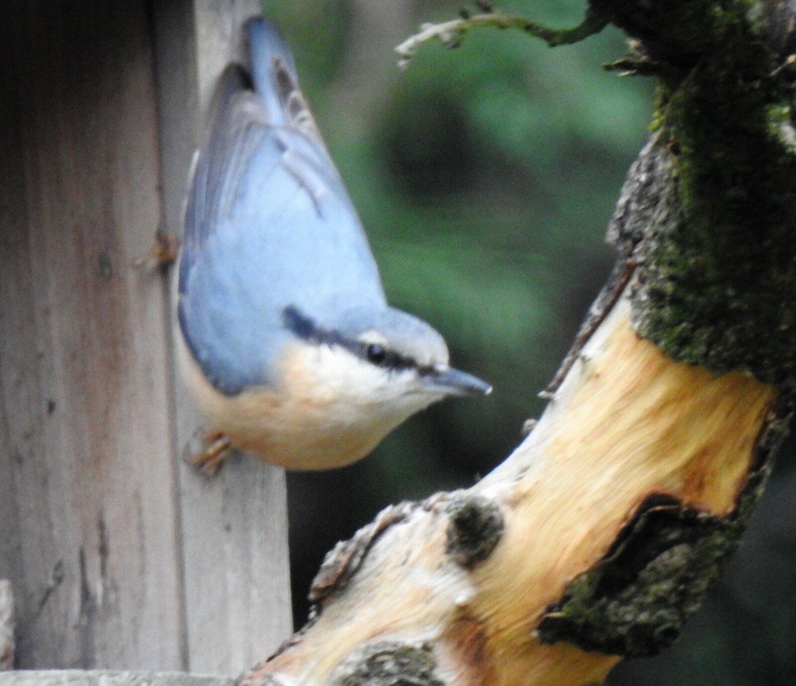 Les oiseaux du jardin en novembre 2022 : sitelles, mésanges charbonnières et moineaux...