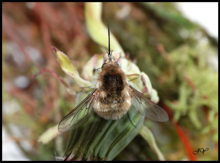 Bombylius venosus.