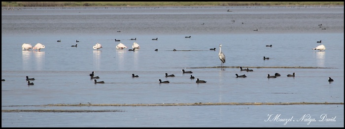 Etang de Canet Sait Nazaire