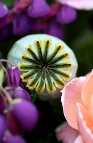 Les roses d'Arsène