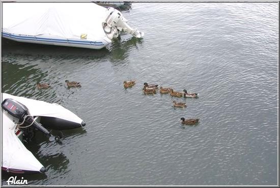 Canards_Collioure07_3