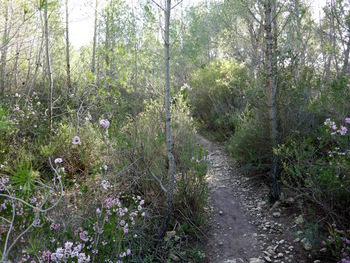 Le sentier au milieu des pins et des bruyères