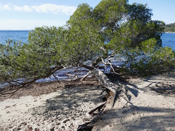 Le célèbre pin couché. D'habitude on pouvait le contourner facilement côté mer, à pied sec. Le recul de la plage est important ...