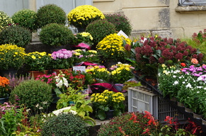 C'est bientôt les journées des plantes à Jossigny !