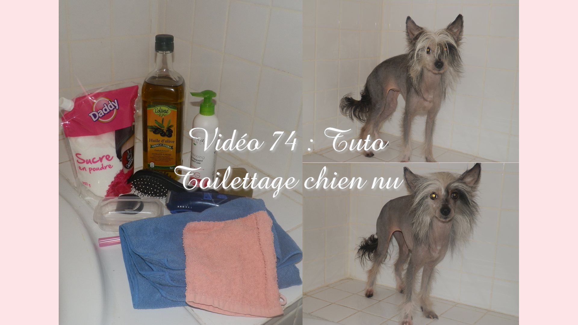 apprendre à toiletter son chien