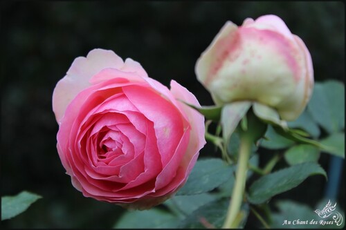 Fin octobre et les roses sont toujours là!