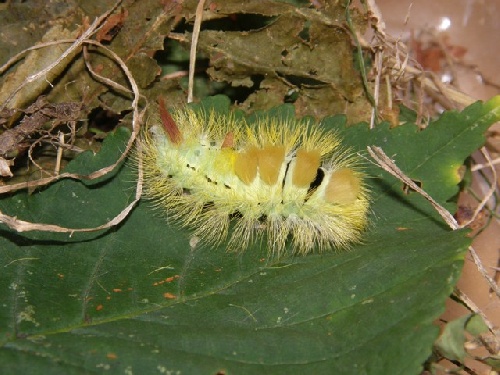 La chenille