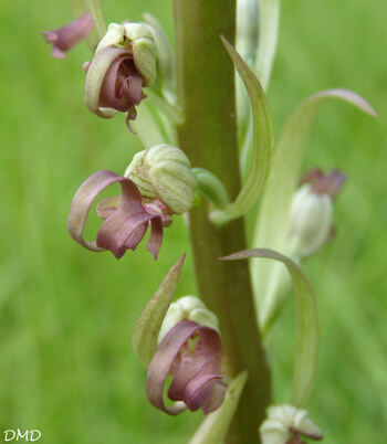 Himantoglossum hircinum  -  orchis bouc