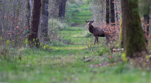 Cerf de mars