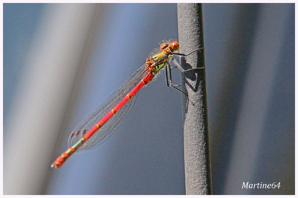 Demoiselle : Pyrrhosoma nymphula