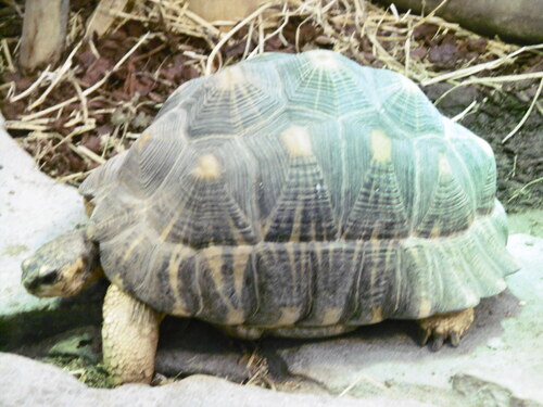 Au zoo de Vincennes