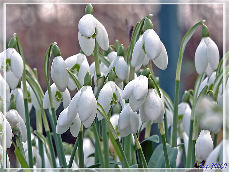 Longue floraison pour les Perce-neige,  Galanthe des neiges (Galanthus nivalis) - Lartigau - Milhas - 31