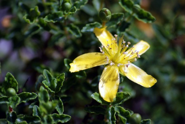 Hypericum balearicum 3375