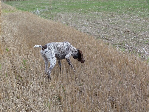 mon grand chien