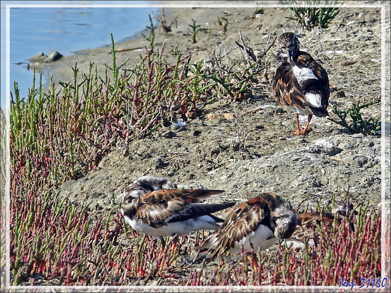 Tournepierre à collier, Ruddy Turnstone (Arenaria interpres) - Ars-en-Ré - Ile de Ré - 17