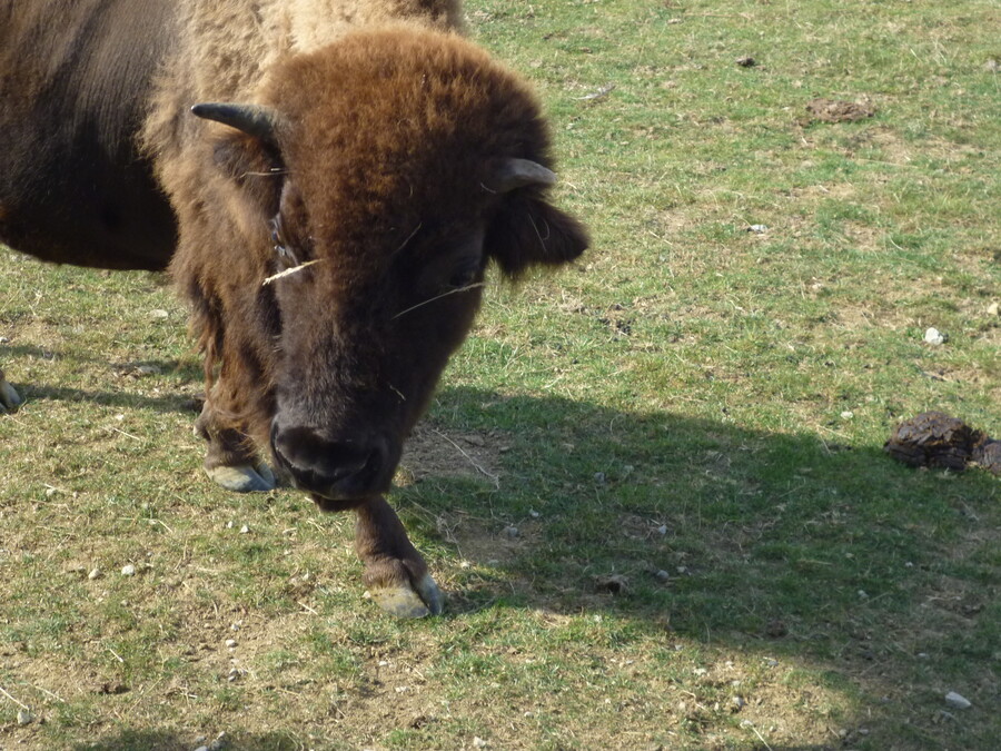 visit de la ferme des bisons