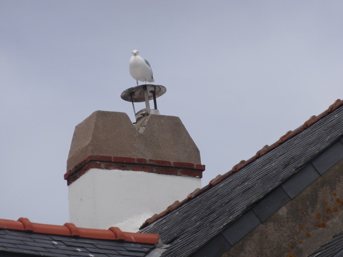 Le voyage d'un goeland