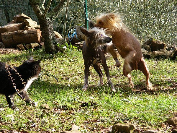 JEUX-AU-JARDIN--4-.JPG