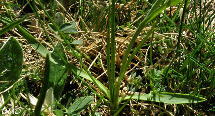 Ranunculus pyrenaeus - renoncule des Pyrénées