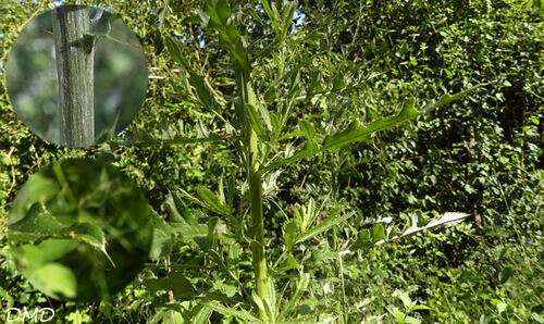 Cirsium arvense  -  cirse des champs