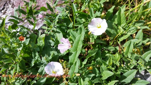 Envahisseurs aux jolies fleurs