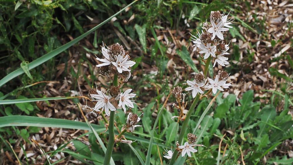 les asphodèles, en ce début mars, fleurissent à peine 27/5