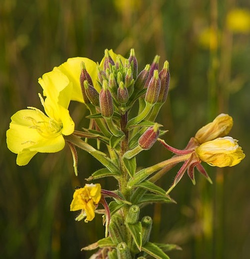 Fleurs cultivées : Oenothère