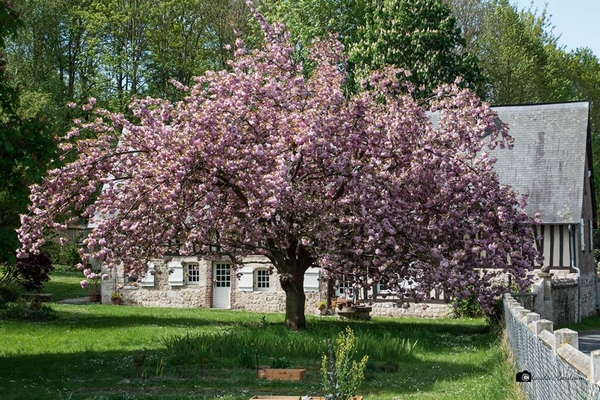 C'est toujours le printemps avec les superbes photos de Claudie Hardouin !