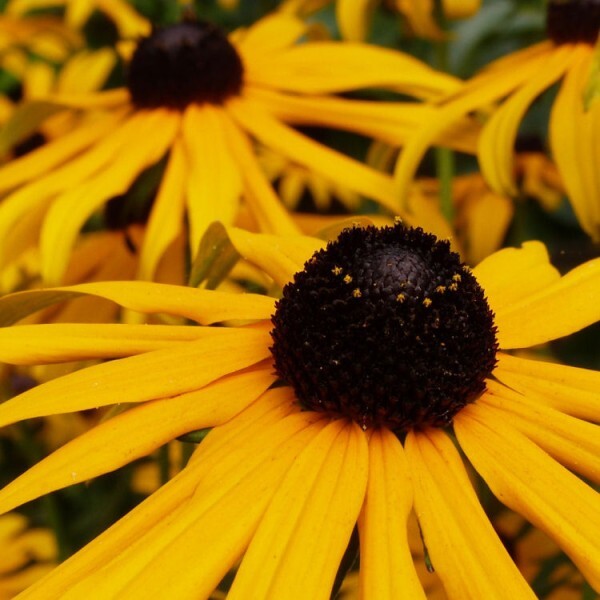 echinacea goldstrum - coeur noir - aout 2013