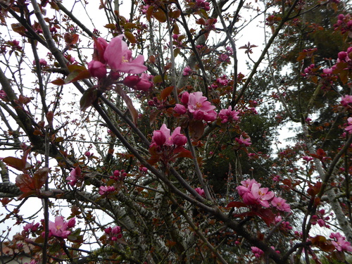 Mon jardin, ma joie!