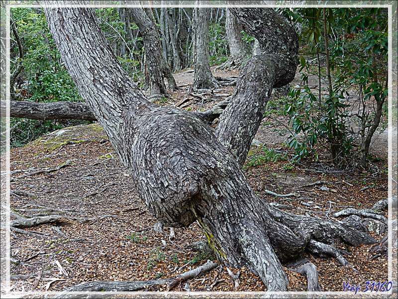  Nothofagus (faux hêtre) au tronc torturé par les éléments - Bahia Lapataia - Terre de Feu - Argentine